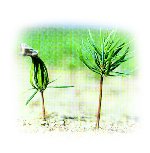 4 Month old seedlings