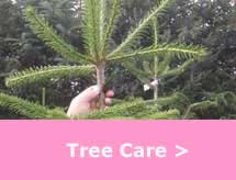 Tree Care