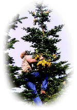Collecting Fir cones for drying