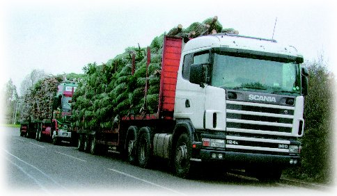 More "Double First Quality" Prime Nordmanns for you to sell