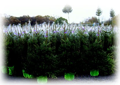 Quality tagged trees ready to go