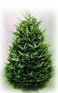 Fraser Fir