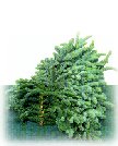 Noble Fir Foliage