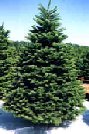 Noble Fir