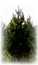 Scots Pine