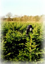 Bottom pruning to improve air circulation