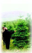 Selection of trees before tagging