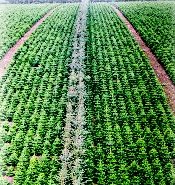 Wind break to protect the trees  from frost and wind damage